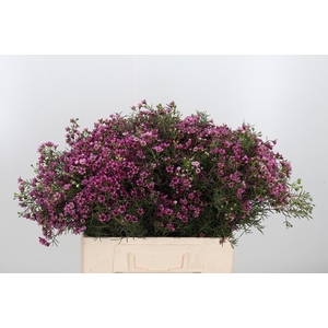 Chame Un Gra Jupiter