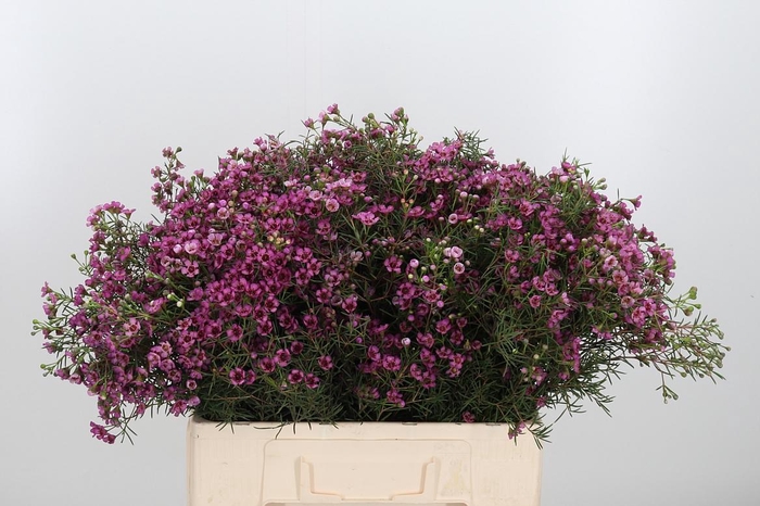 <h4>Chame Un Gra Jupiter</h4>