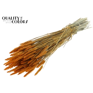 Triticum per bunch Apricot