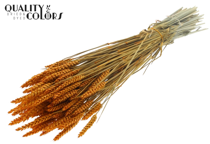 Triticum per bunch Apricot
