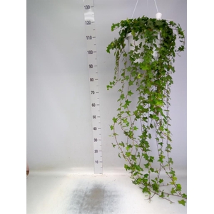 Hedera helix 'Pittsburgh'