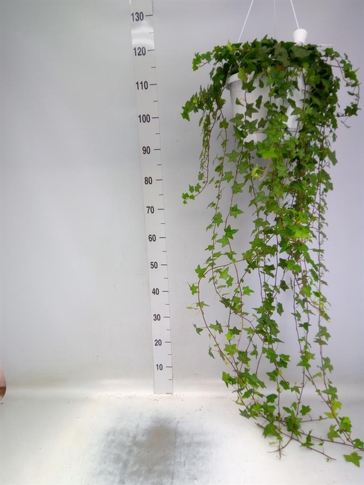 <h4>Hedera helix 'Pittsburgh'</h4>