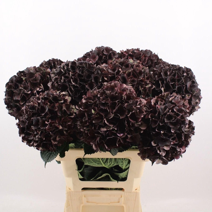 <h4>HORT MAGICAL DARK RUBY CLASSIC</h4>