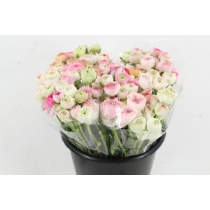 RAN ELEGANCE BICOLOR WHITE