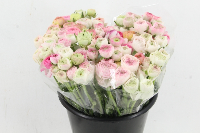 <h4>RAN ELEGANCE BICOLOR WHITE</h4>