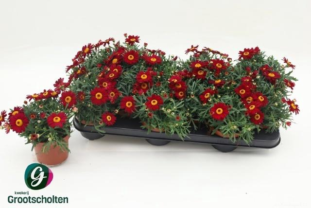 <h4>ARG PERC RED</h4>