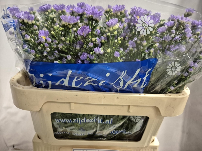 <h4>AST CASSANDRA</h4>