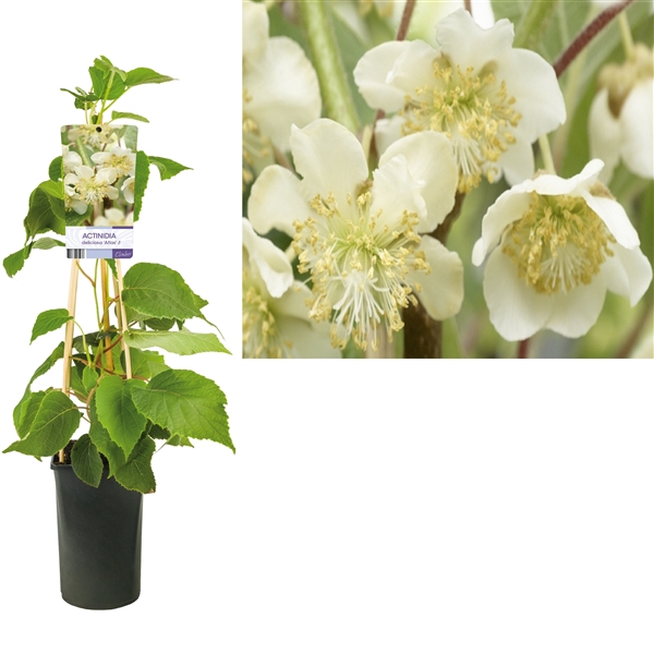 <h4>Actinidia deliciosa 'Atlas' +light label</h4>