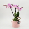 Arrangementen Phalaenopsis mt H%
