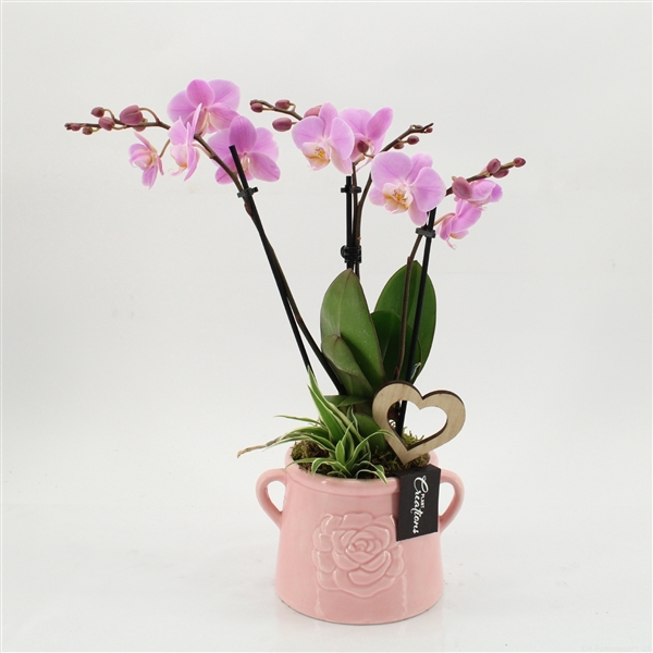 Arrangementen Phalaenopsis mt H%