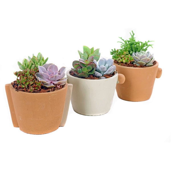 <h4>Arrangement 5,5 cm met bark in Java sierpot</h4>