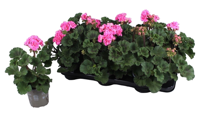 <h4>Pelargonium Zonale roze</h4>