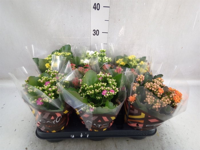 <h4>Kalanchoe blos.   ..rosebud mix  5</h4>