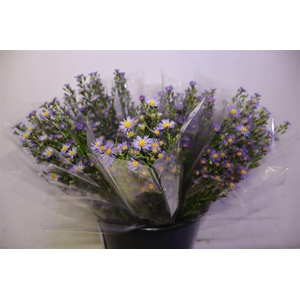 Aster Casamare