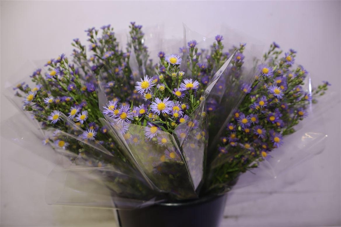 <h4>Aster Casamare</h4>