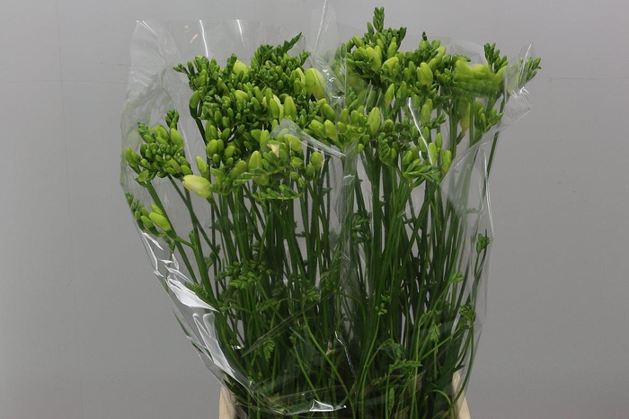 <h4>Fr En Ambiance</h4>