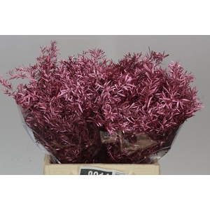 Asparagus Cwebe Rose Gold X50