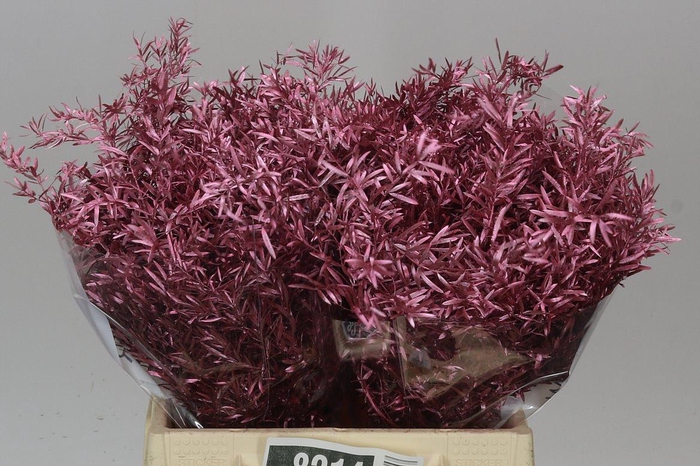 <h4>Asparagus Cwebe Rose Gold X50</h4>