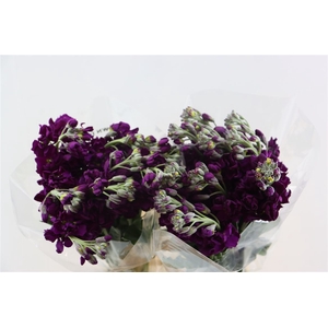 Matth Katz Purple
