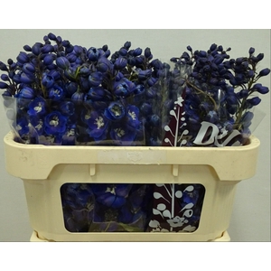 Delph Dewi Dark Blue Smile Wigchert