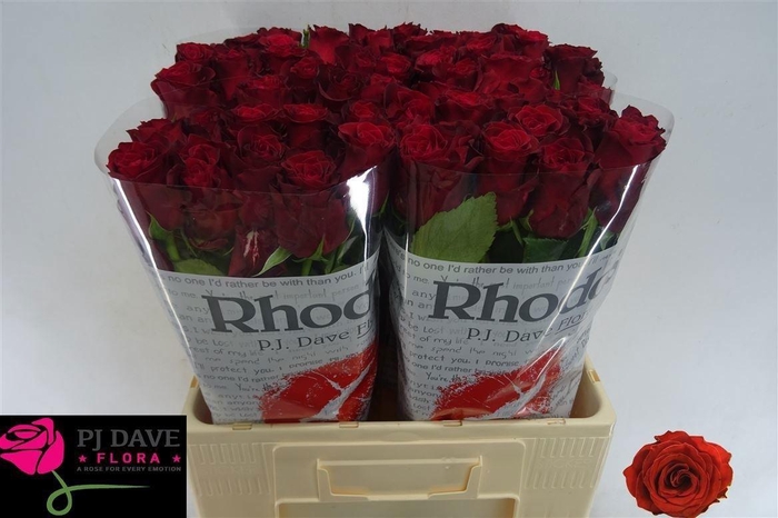 <h4>R Gr Rhodos</h4>