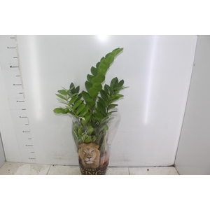 ZAMIOCULCAS P17