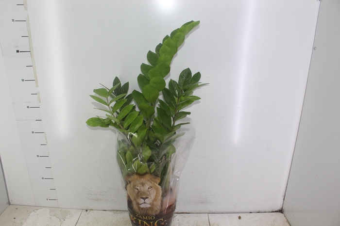 <h4>ZAMIOCULCAS P17</h4>