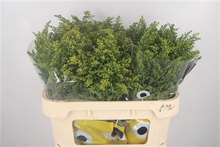 <h4>Solidago Carzan Glory</h4>