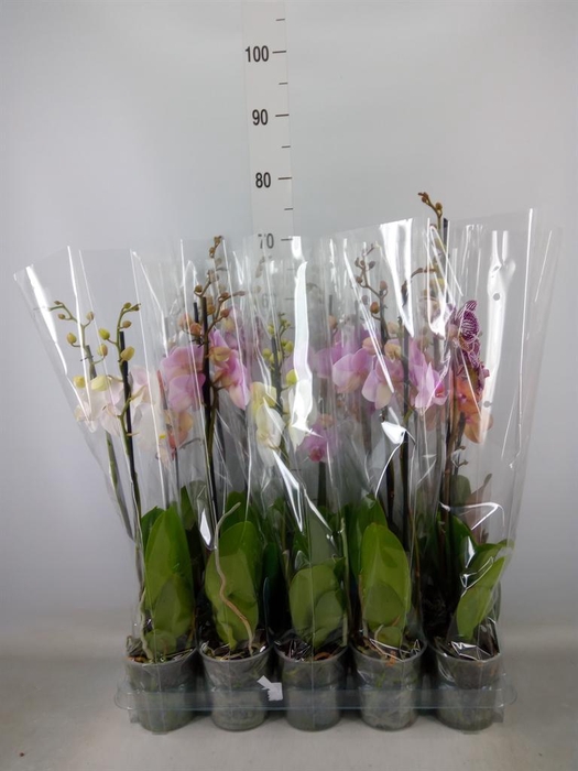 <h4>Phalaenopsis   ...mix  5</h4>