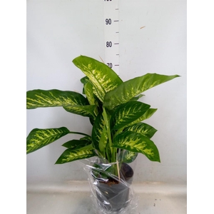 Dieffenbachia seg. 'Reeva'