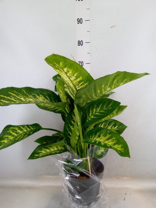 <h4>Dieffenbachia seg. 'Reeva'</h4>
