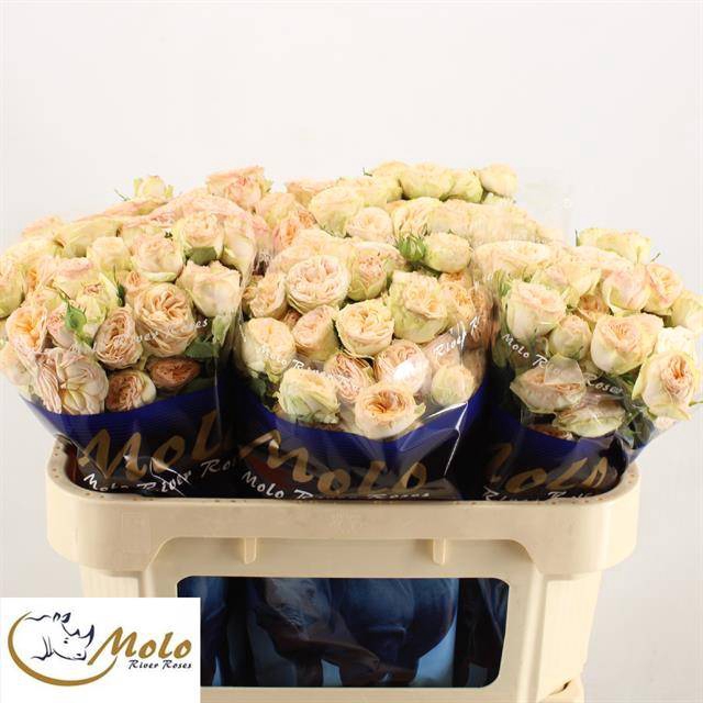 <h4>R Tr Gentle Trendsetter Molo</h4>