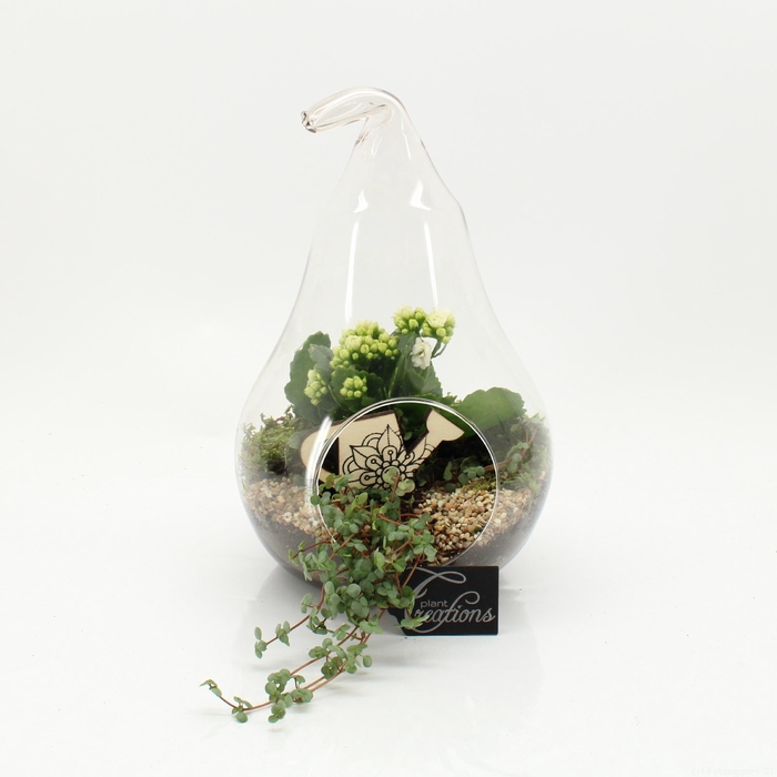 <h4>ESCR-2632W ESSENTIALS TERRARIUM</h4>