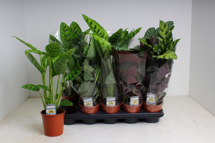 <h4>CALAT GEM 3 SRT</h4>