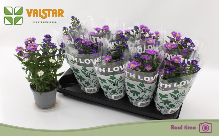<h4>ASTER NB OV</h4>