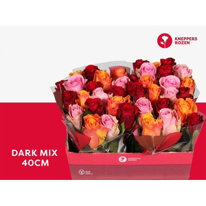 R GR DARK MIX 40