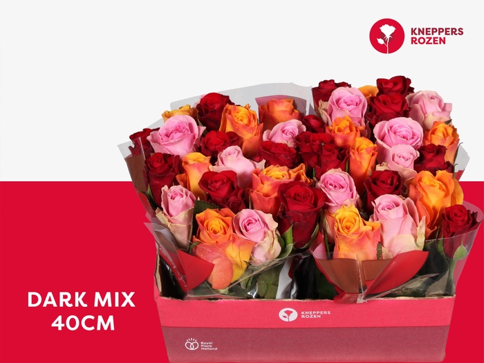 <h4>R GR DARK MIX 40</h4>