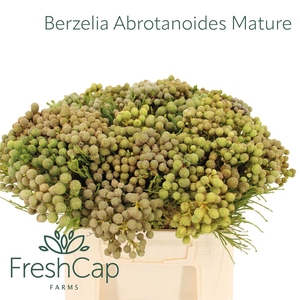 Berzelia Abrotanoides Mature