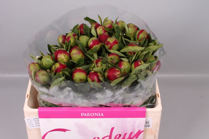 <h4>Paeonia Red Charm | Heavy Quality</h4>