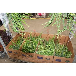 AESCHYNANTHUS RASTA C21