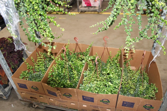 <h4>AESCHYNANTHUS RASTA C21</h4>