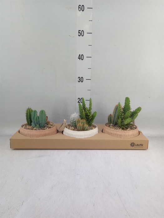 <h4>Arr.  Cactus L%</h4>