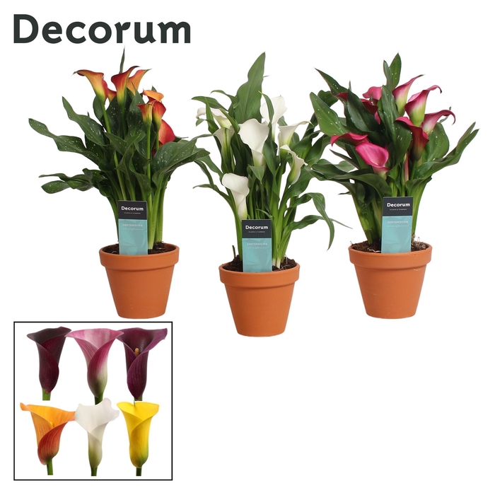 Zantedeschia Mix in Terracotta Steen (Decorum)