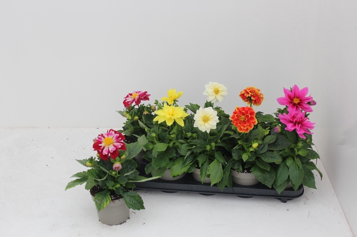 <h4>DAHL L ME GEM</h4>