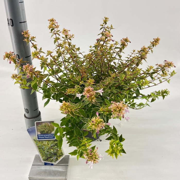 Abelia x grandiflora Happy Daydream