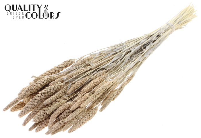 Gierst per bunch Bleached Frosted White