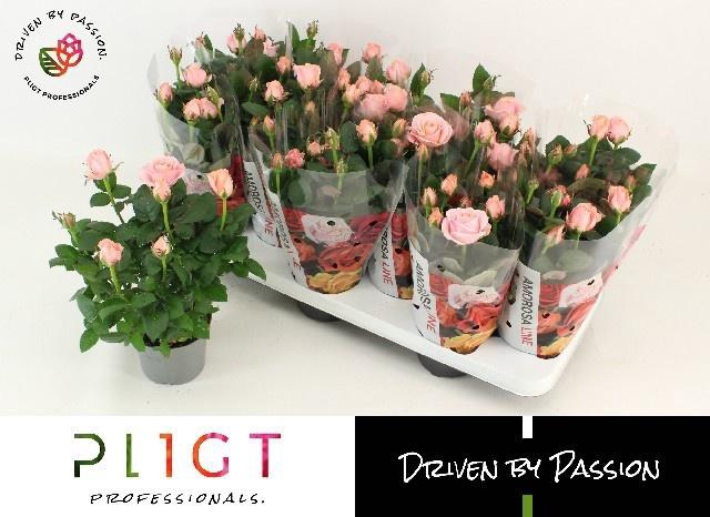 <h4>RO INF PRINCESS</h4>