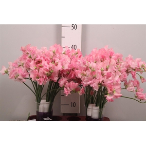 Lathyr Odor Pink Rank