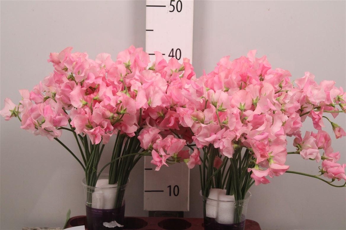 <h4>Lathyr Wi Sunsh Pink</h4>