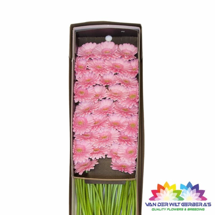 <h4>Germini Kimsey Doos</h4>